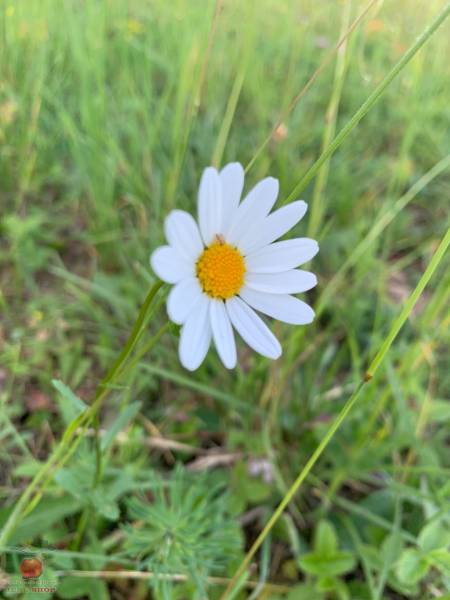 IMG_1209.jpeg